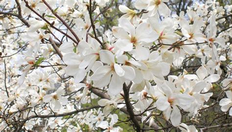 are there magnolia trees in china